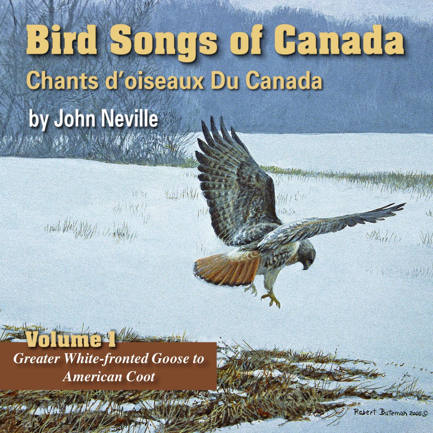 John Neville - A.Trumpeter Swan B.Tundra Swan