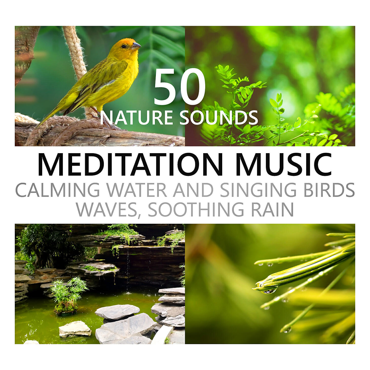 Calming Water Consort - Buddha Power Bar