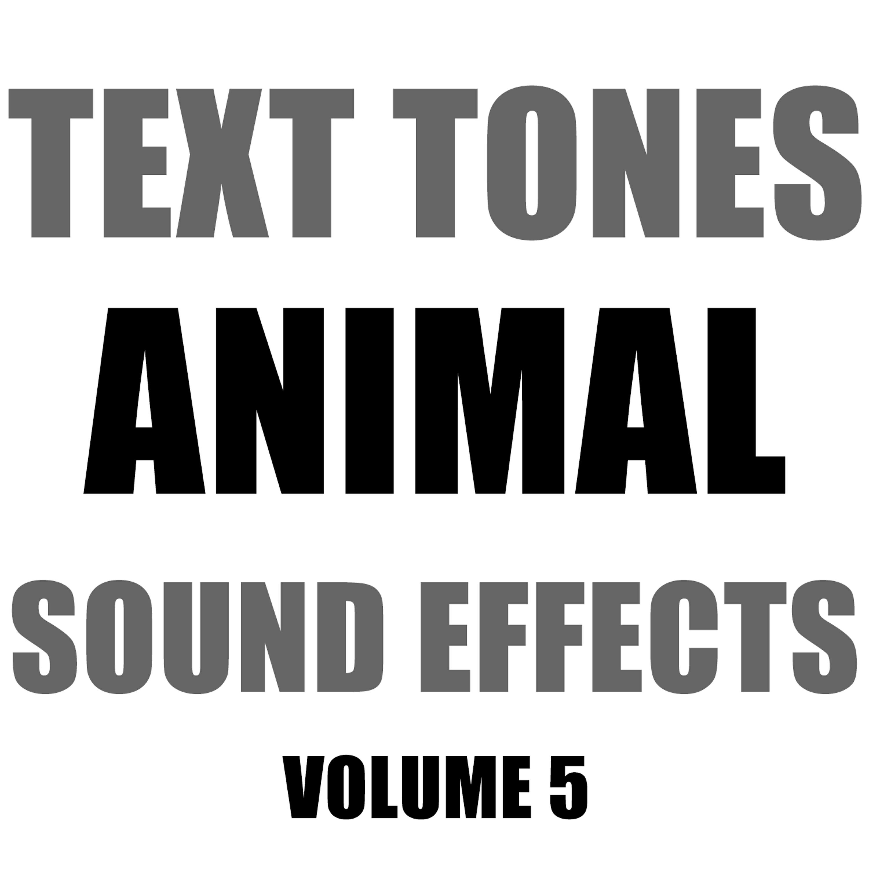 Hollywood Sound Effects Library - A Chicken